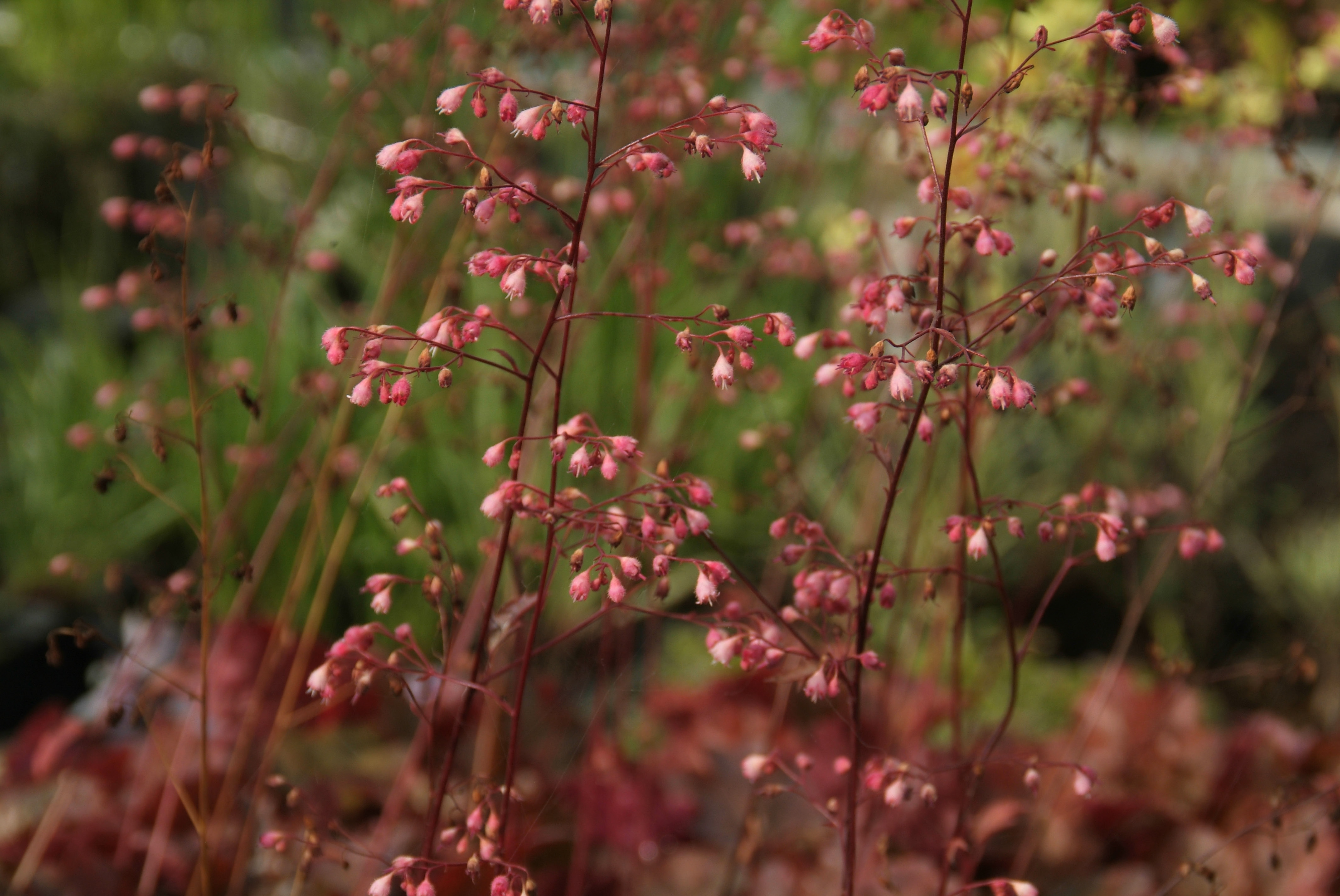 Heuchera 'Rachel' Purperklokje bestellen